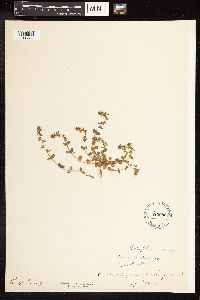 Veronica arvensis image