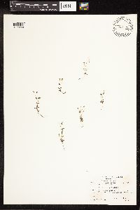 thumbnail image of current specimen