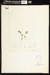 Veronica arvensis image