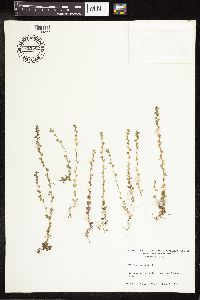 Veronica arvensis image