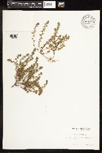 Veronica arvensis image