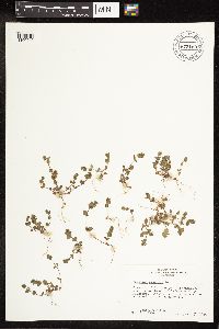 Veronica arvensis image