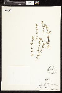 Veronica arvensis image