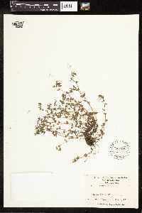 Veronica arvensis image