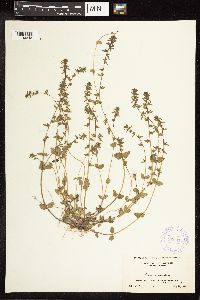 thumbnail image of current specimen