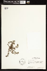 Veronica arvensis image