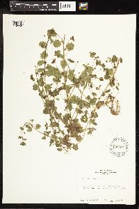 Veronica arvensis image
