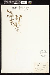 Veronica arvensis image