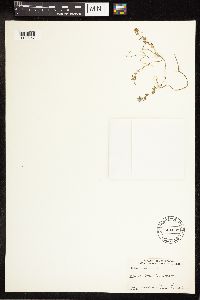 Veronica arvensis image