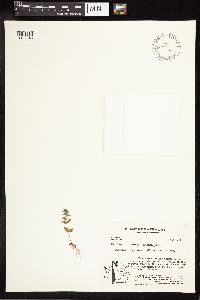 Veronica arvensis image