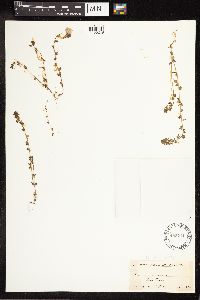 Veronica arvensis image
