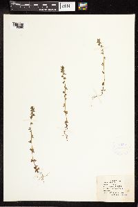 Veronica arvensis image