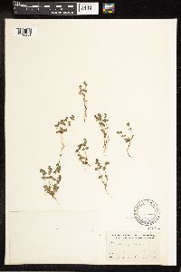 Veronica arvensis image