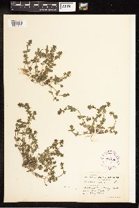 Veronica arvensis image