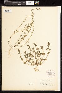 thumbnail image of current specimen