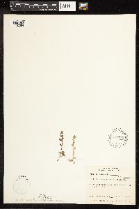 Veronica arvensis image