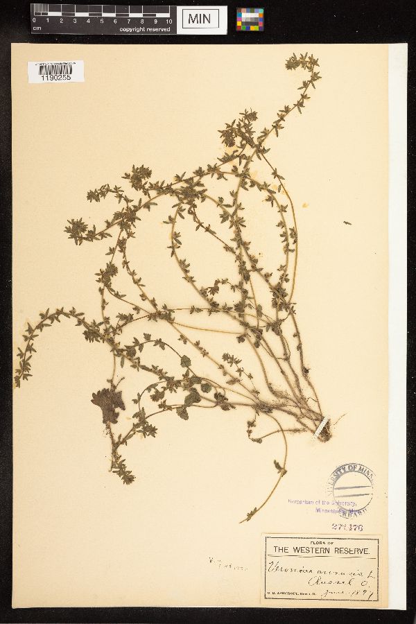 Veronica arvensis image