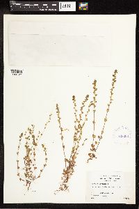 Veronica arvensis image