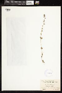 Veronica arvensis image
