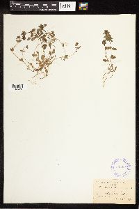 Veronica arvensis image