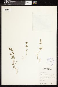 thumbnail image of current specimen