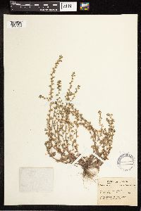 Veronica arvensis image