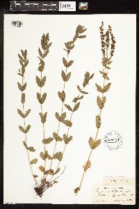 Veronica teucrium image
