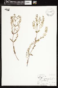 Veronica catenata image