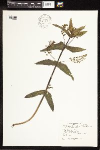 Veronica catenata image