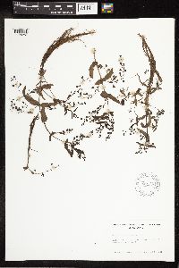 thumbnail image of current specimen