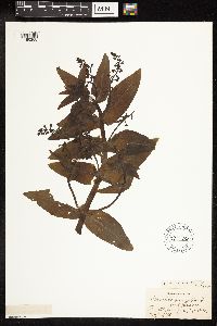 Veronica catenata image