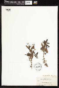 Veronica catenata image