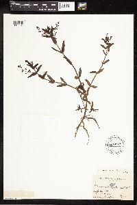 thumbnail image of current specimen