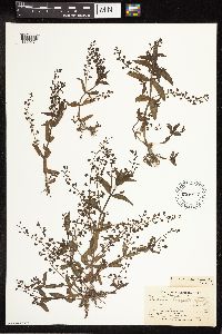 Veronica catenata image
