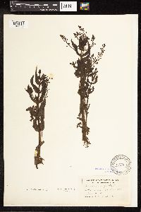 Veronica catenata image