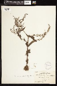 Veronica catenata image