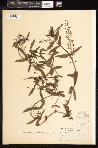 Veronica catenata image