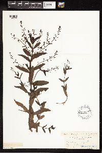 Veronica catenata image