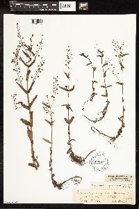 Thumbnail image of current specimen