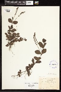 thumbnail image of current specimen