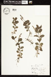 thumbnail image of current specimen