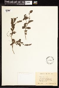 Thumbnail image of current specimen