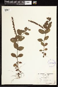 thumbnail image of current specimen