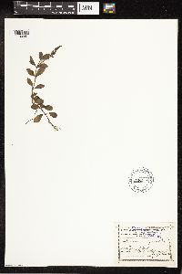 Veronica officinalis image