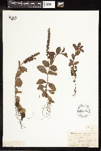 thumbnail image of current specimen