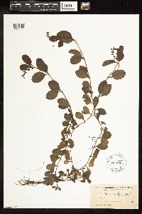 Thumbnail image of current specimen