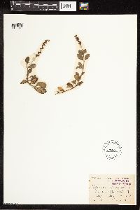 thumbnail image of current specimen