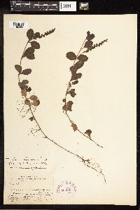 Thumbnail image of current specimen