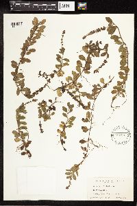 Thumbnail image of current specimen