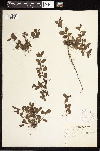 Thumbnail image of current specimen